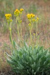 Siskiyou Mountains Ragwort