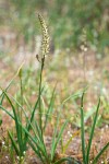 Klamath Rushlily