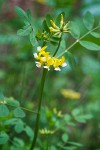 Bog Deer-vetch blossoms & foliage