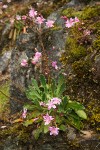 Lewisia cotyledon