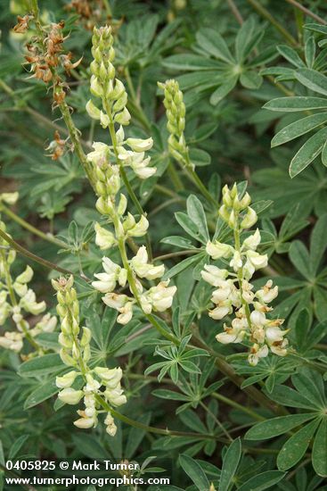 Lupinus albicaulis