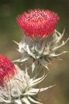 Cirsium occidentale