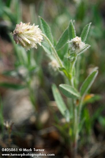 Trifolium eriocephalum