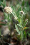 Woolly-headed Clover blossom & foliage