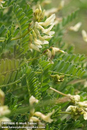 Astragalus accidens