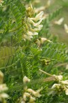 Rogue River Milkvetch