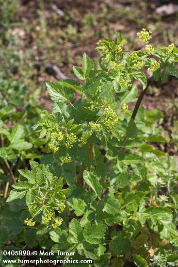 Ligusticum apiifolium