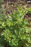 Ligusticum apiifolium