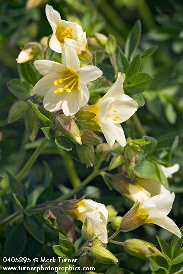 Polemonium carneum