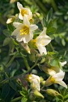 Salmon Polemonium blossoms & foliage detail