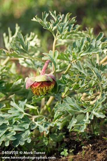 Paeonia brownii