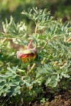 Paeonia brownii