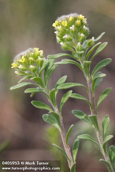 Alyssum alyssoides