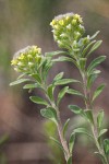 Alyssum alyssoides