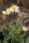 Erigeron eatonii