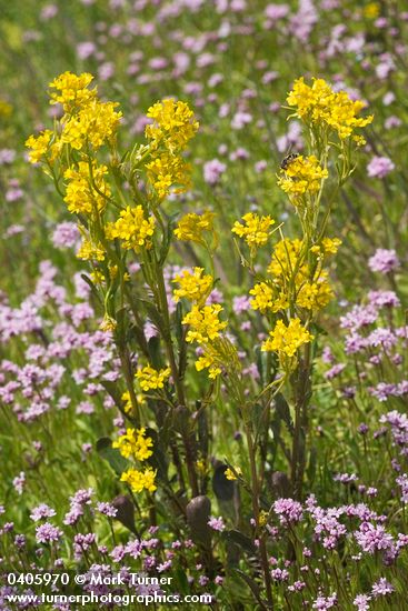 Rorippa palustris; Plectritis congesta