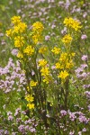 Marsh Yellow Cress among Rosy Plectritis