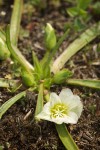 Lewisia nevadensis