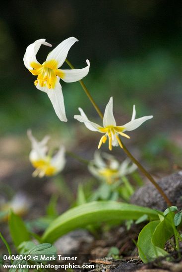 Erythronium klamathense