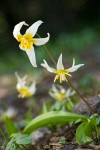 Erythronium klamathense