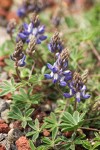 Donner Lake Lupine