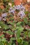 Squawcarpet blossoms & foliage detail