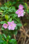 North Umpqua Kalmiopsis blossoms & foliage detail