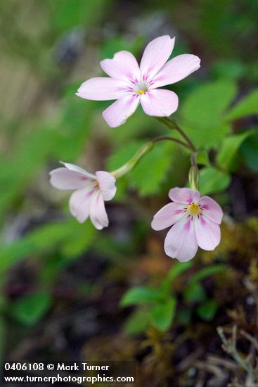 Phlox adsurgens