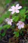 Woodland Phlox