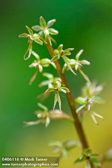 Listera cordata