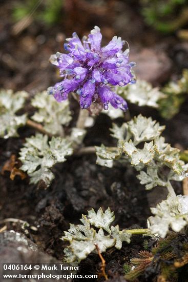 Synthyris pinnatifida var. lanuginosa