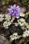 Synthyris pinnatifida ssp. lanuginosa