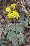 Lomatium martindalei