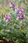 Silky Beach Pea