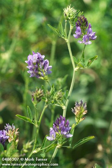 Medicago sativa