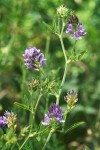 Alfalfa blossoms & foliage