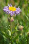 Erigeron speciosus