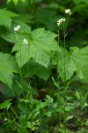 Cascade Rockcress