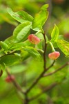 Alaska Huckleberry blossoms & foliage