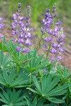 Lupinus polyphyllus var. burkei