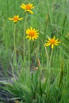 Foothills Arnica