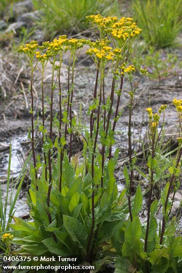 Senecio hydrophiloides (S. foetidus)