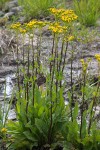 Sweet Marsh Groundsel