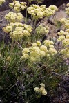 Eriogonum heracleoides