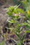 Narrow-leaved Collomia