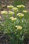 Eriogonum compositum