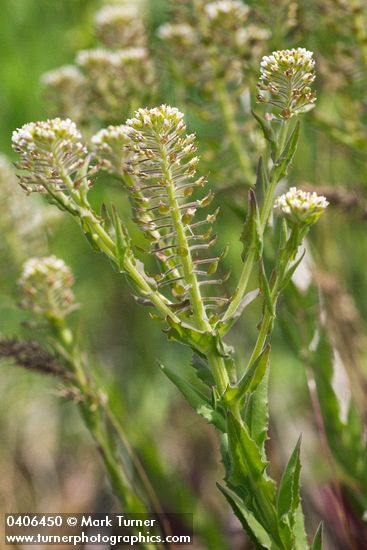 Lepidium campestre