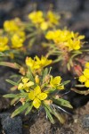 Obscure Evening Primrose