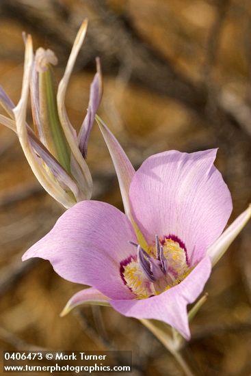 Calochortus macrocarpus