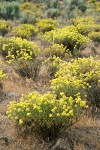 Eriogonum sphaerocephalum